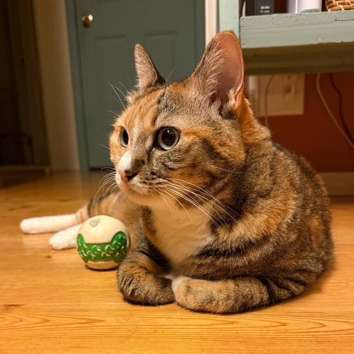 6e96c393 a303 4e7d 95dd e8dca9725188 1762631629240