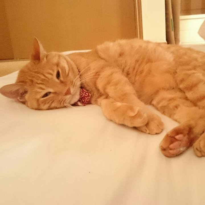 6e97ffb9 6ba1 4427 b145 371ab9c41a4a 1527664968318