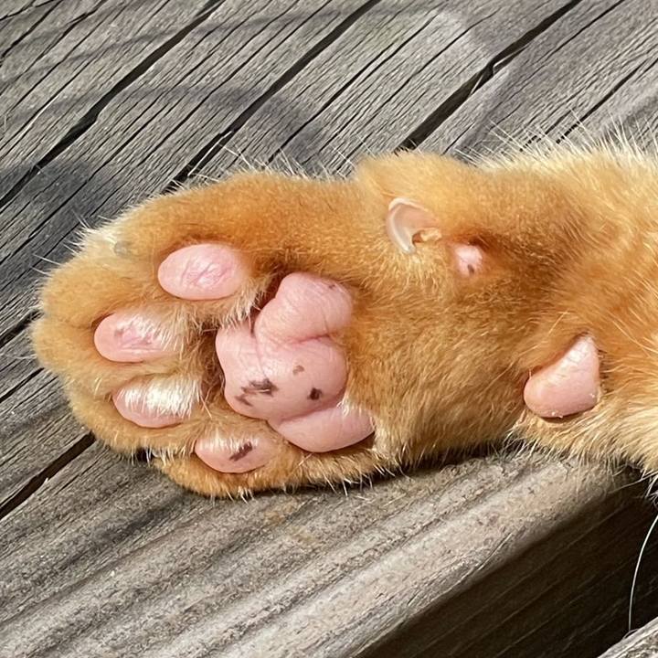 6e9800cc eab9 44cf 9170 9cf22ac1287c 1751379573719