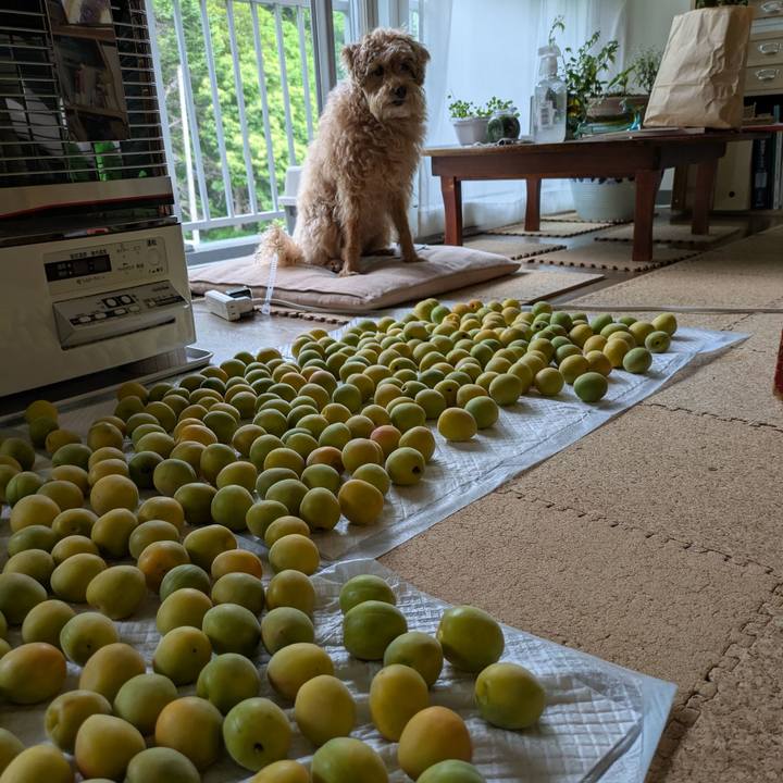 6e9acf35 7297 4ced a8e8 17df51d627ee 1750455133407