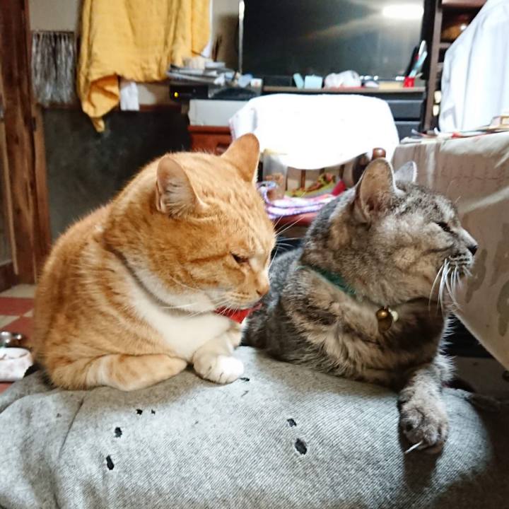 6e9b60da af18 4868 b8fd 76e2d9fe43ff 1607463116407