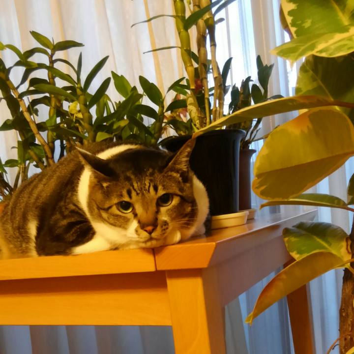 6e9bcc04 059f 478a 875f ee8d2b2ed143 1516140209633