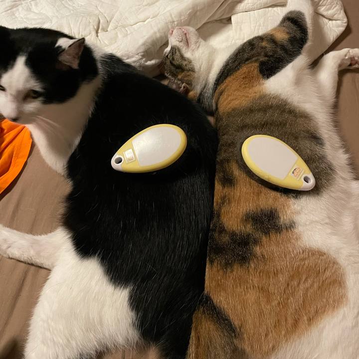 6e9c8604 0e2d 4c1a 95b7 2cc9ee4de969 1623328697536