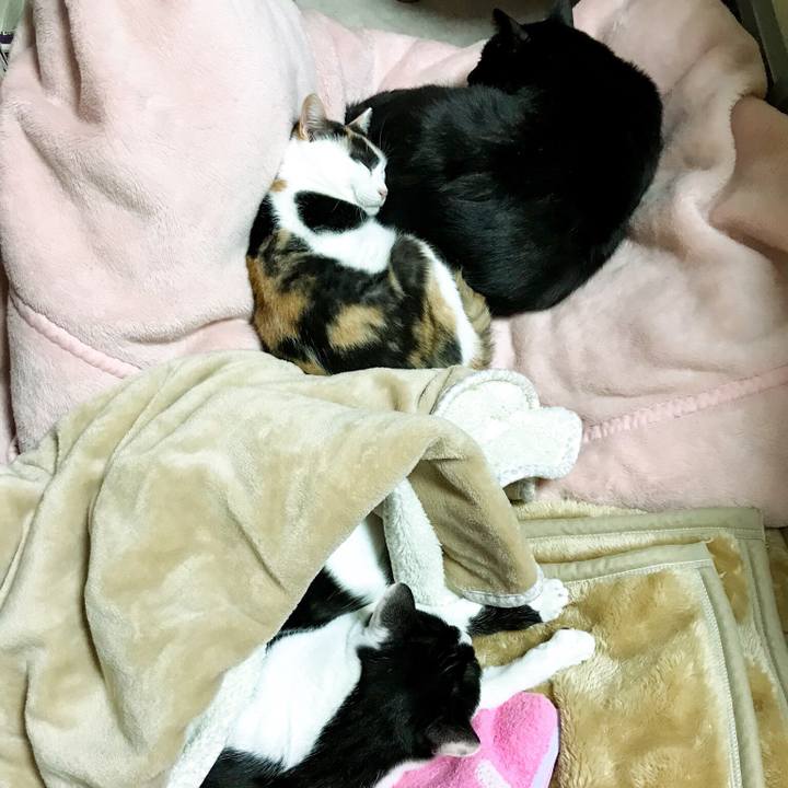 6e9cbdde 698b 48ab a939 e1f751d97965 1511611534083