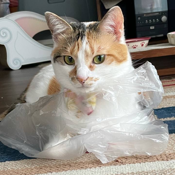 6e9cde8f dd6d 4527 bc9d b0f95f45546d 1625700884389