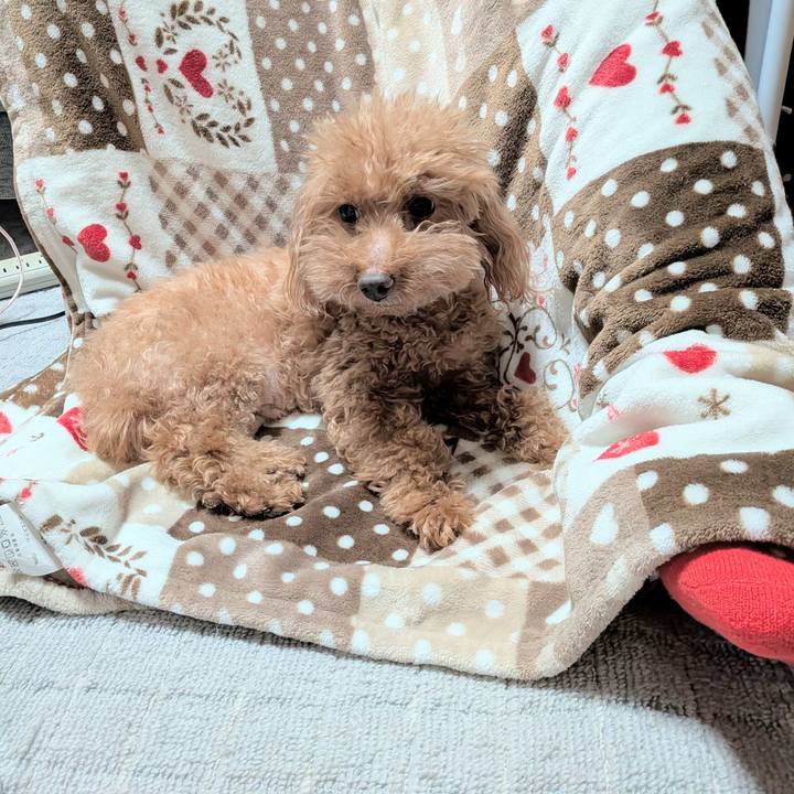 6e9f2e30 468a 4753 85ef 8866a05ae39e 1769849335960