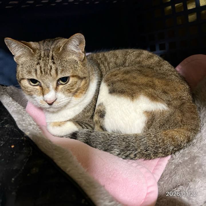 6ea13386 ca31 4b7f a65d e4027caf4f97 1769034083081