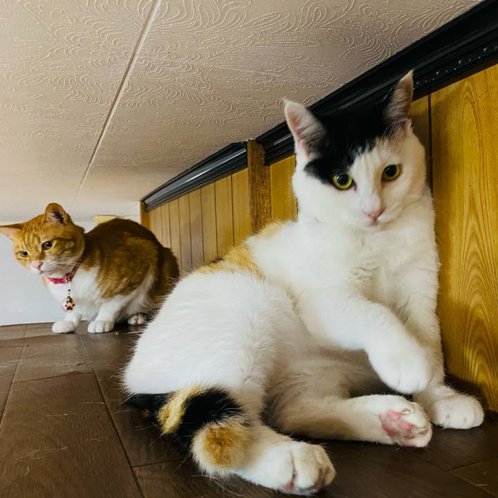 6ea27e7c 7233 4a81 a01d 746580e85b1e 1652218408061