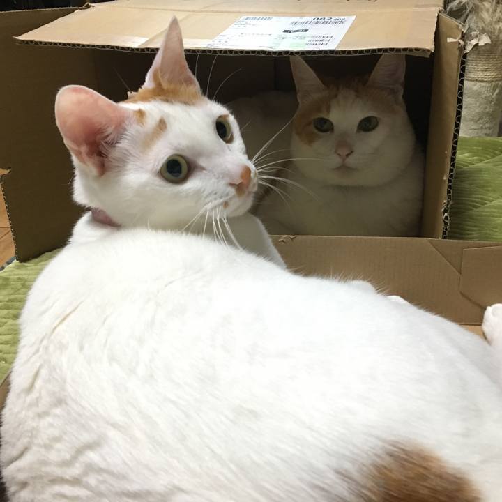 6ea8c7a0 ffee 4bef a2d9 c81c84c25b7f 1541940326169