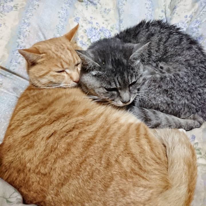 6eaf07a1 f461 40db a060 a18c9ce4bede 1575289735855