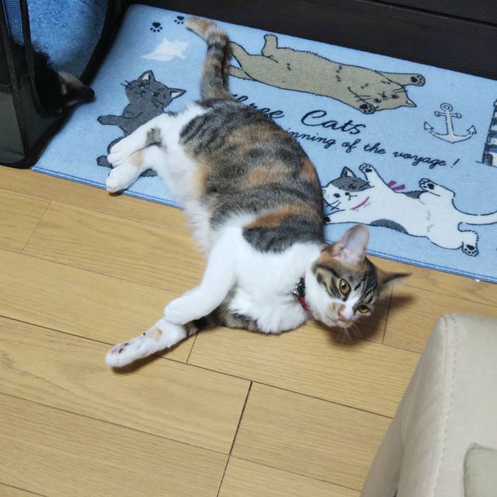 6eaf23c2 689d 4c4c 9aea 8c08552bcdbf 1643502613016