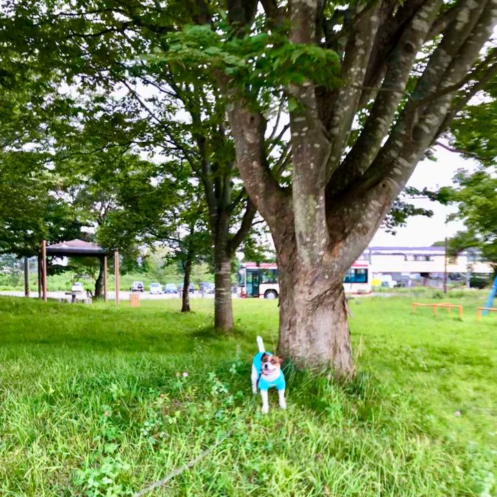 6eaf6026 fdb6 4ec3 9d38 c42b9173d5ed 1597666245365