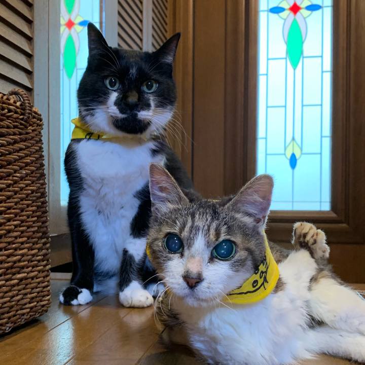 6eb02cfd a740 4bea b70c 67314c0498df 1591307782449