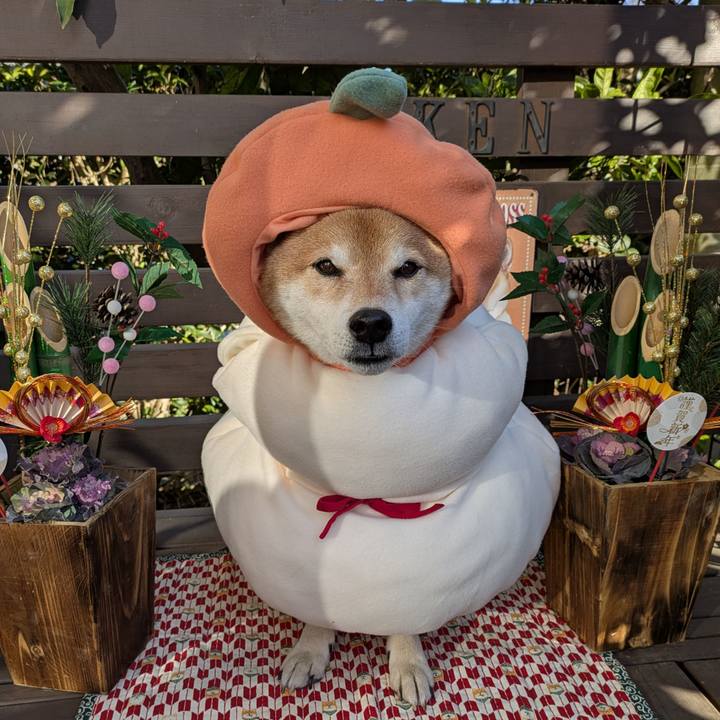 6eb2036e 216a 43fd 8fae 63353d012e75 1735736056248