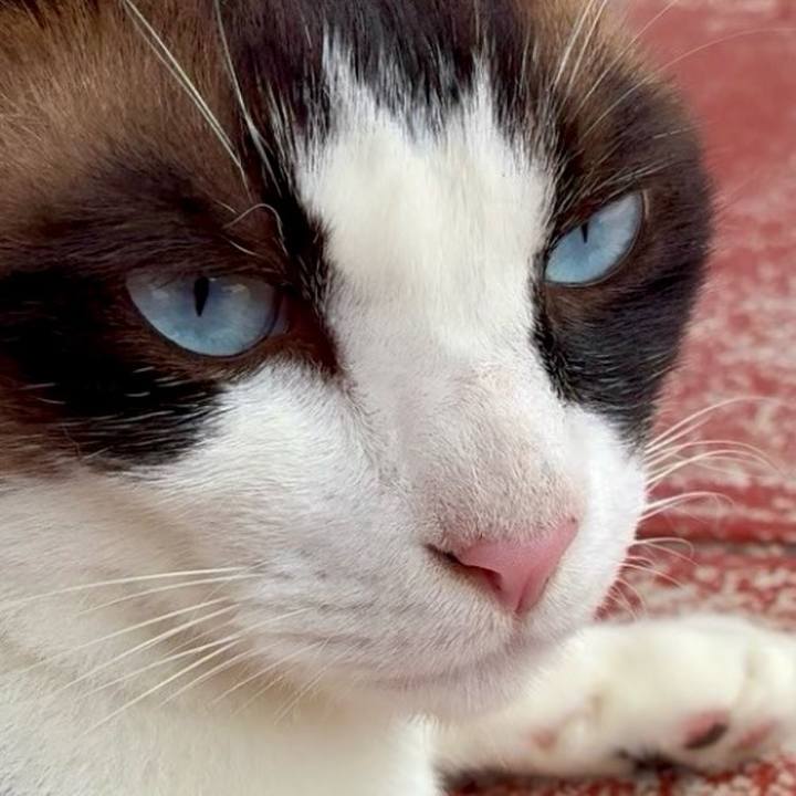 6eb4ffed 18e6 4493 ab69 8271778200d3 1752372492582