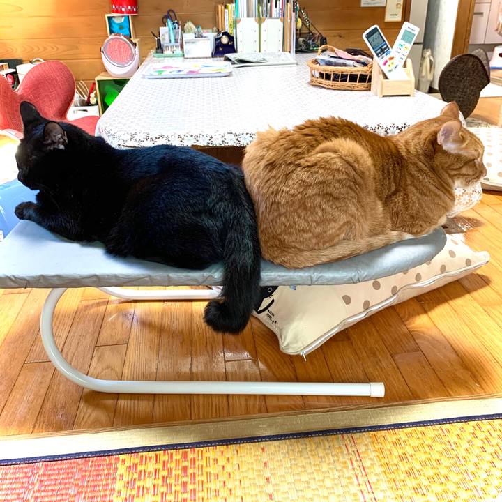 6eb62e37 92aa 49fd 820d 9eaf464e74da 1594877002382