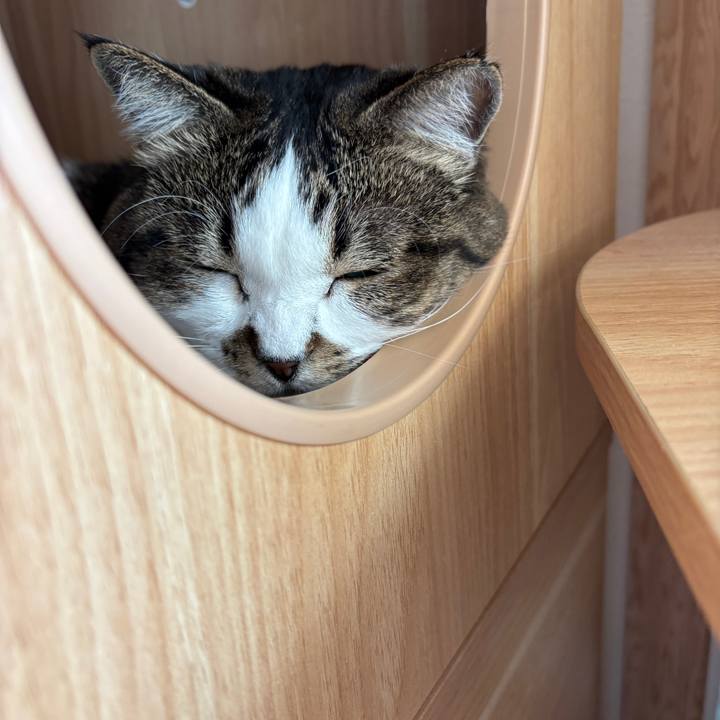 6eb68117 bcbf 47a6 b438 5e7544bc8b35 1763859585176