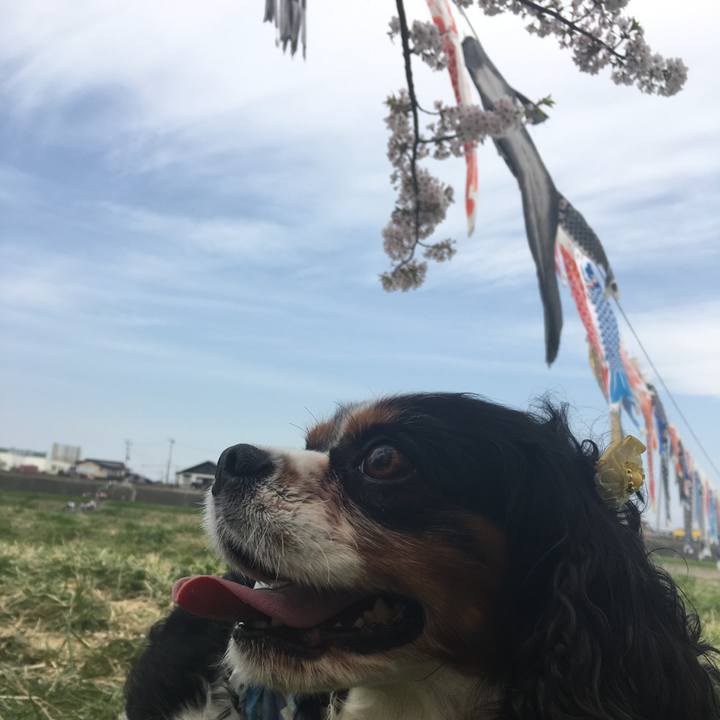 6eb6bb14 713e 42ca b7f4 b42487d64512 1524390606695