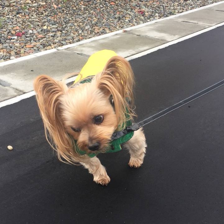 6eba9043 70b4 4e56 aeff fc03248cf328 1542867480836