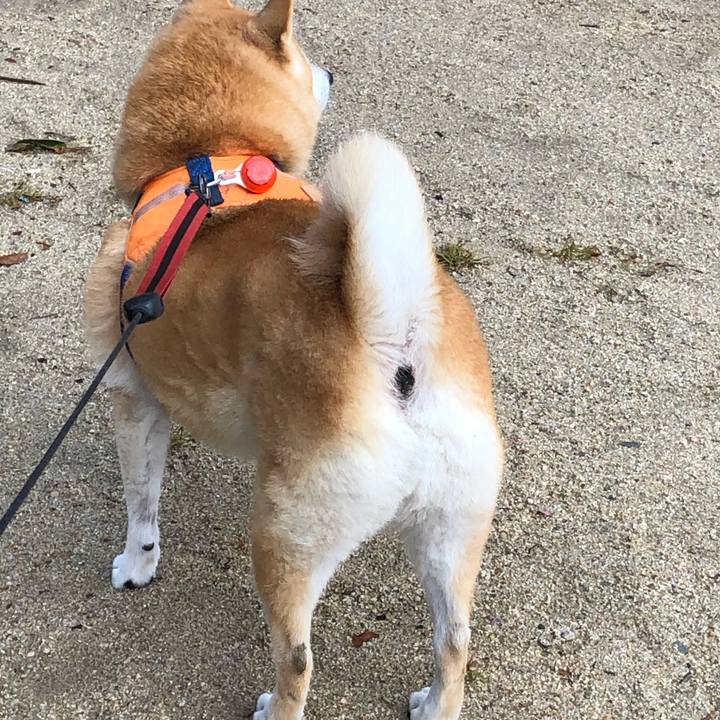 6ebb66e4 ee20 4b76 b656 f8c949e9a39d 1605879163854