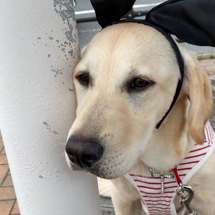 6ebed3a0 aba7 4f62 a4eb 2211718f62c1 1620384504463