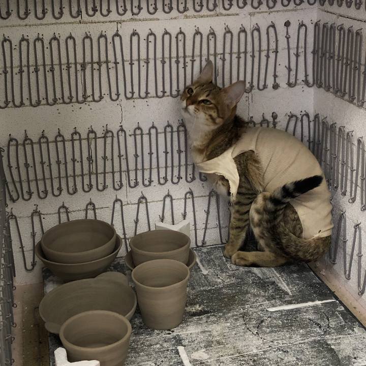 6ebfb9bc 0957 4df0 a4cf 1541a90550d2 1582432309628