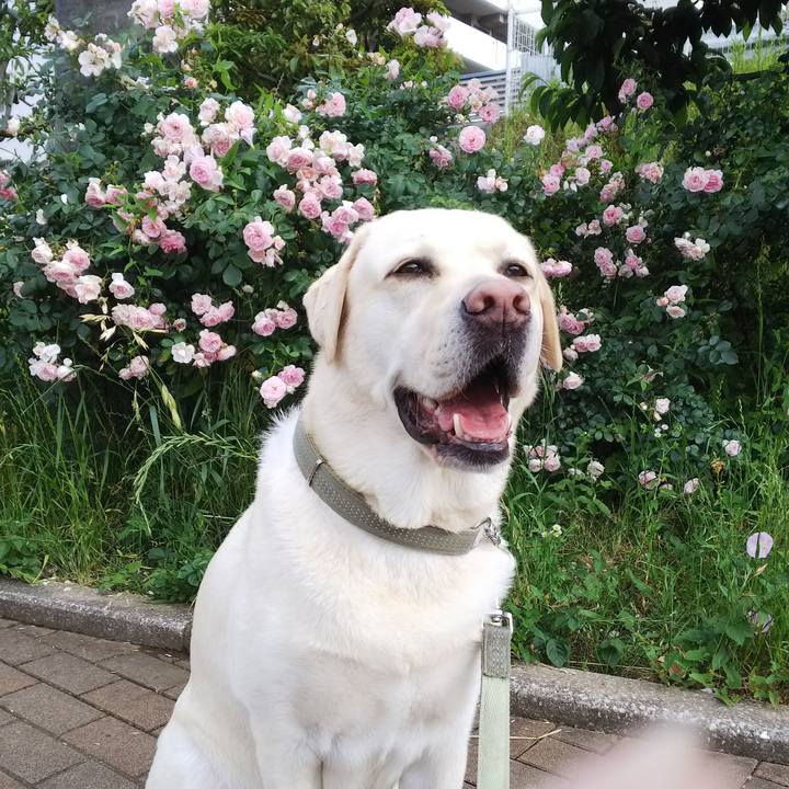 6ec2f146 e89f 4b5e aba8 74cd94250f55 1559116652601