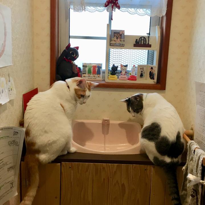 6ec37f4f e96f 4922 abbf 42da11ad9eb7 1533652106750