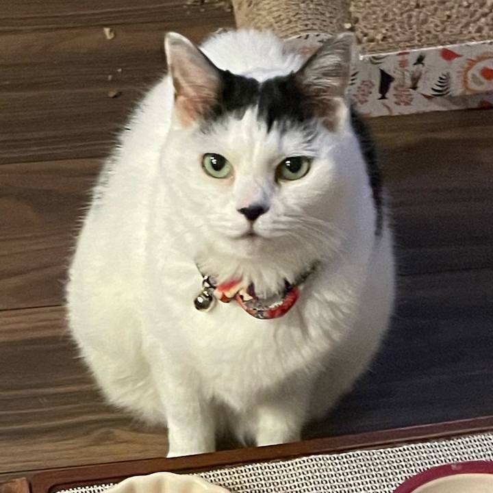 6ec3833c 9e5d 4e83 a695 cf134c446dae 1732713640514