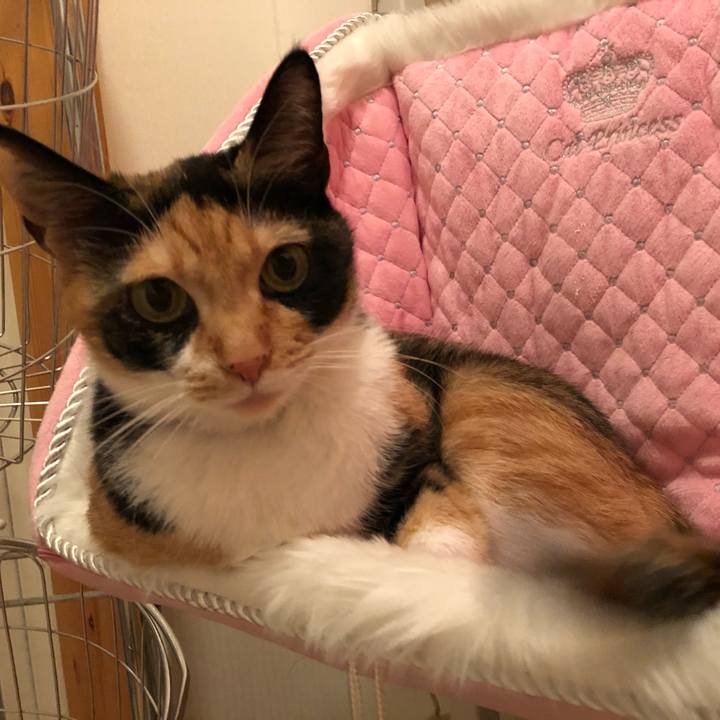 6ec90b07 d34c 4df0 9565 38b432925cc7 1542805184094