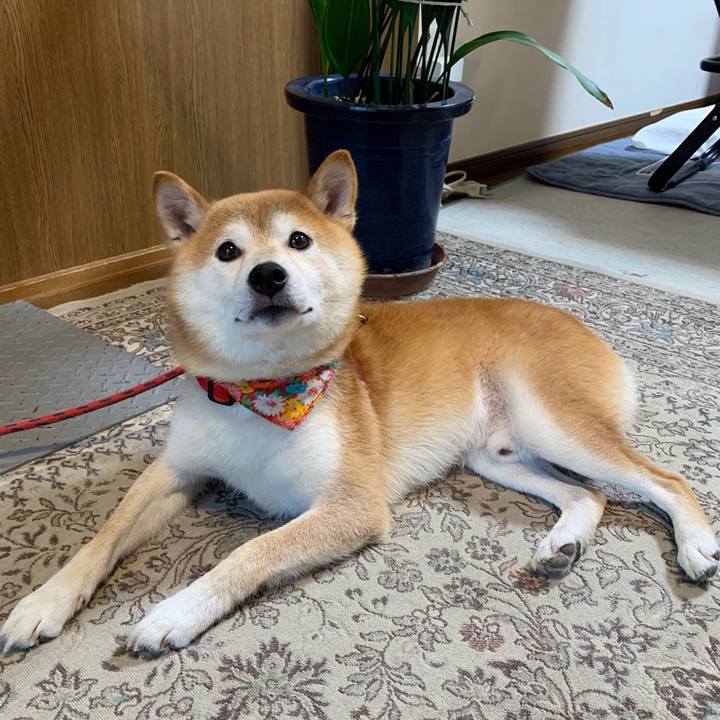 6ec95ba6 40e3 4e06 a326 da18012ea709 1598867600731