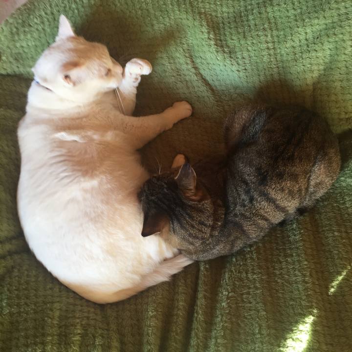 6eca8c0f 0f63 4179 99f6 c811ee8dee32 1577060323814