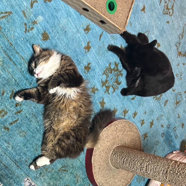 6ecab506 1739 4abe bbf4 ae0392703df4 1775114223787