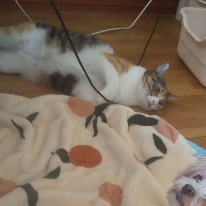 6ecc4609 031e 4bae 9c7c 8e825bf193fb 1751258991673