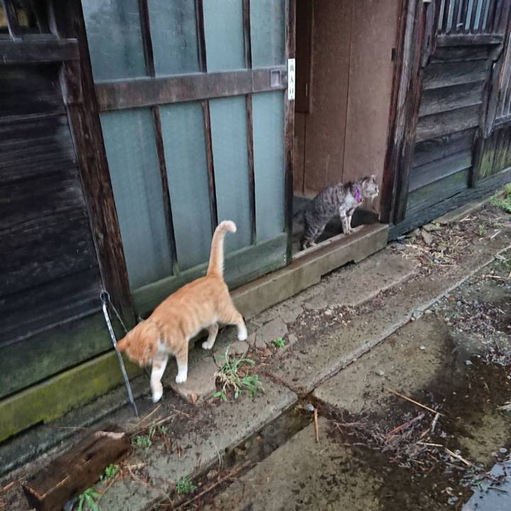 6ecc60f2 acc5 464e 8a21 b0cfdf2a039a 1597179522587