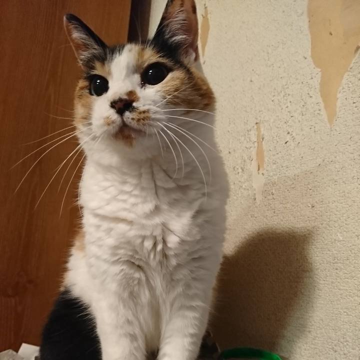 6ecf54b9 3480 4137 89ac 5cbd83f4a817 1528284131564