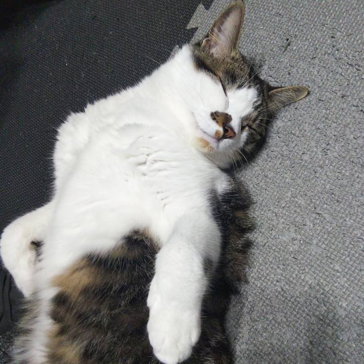 6ecf8bdb c62c 408a b653 1c8a234526c7 1655120238895