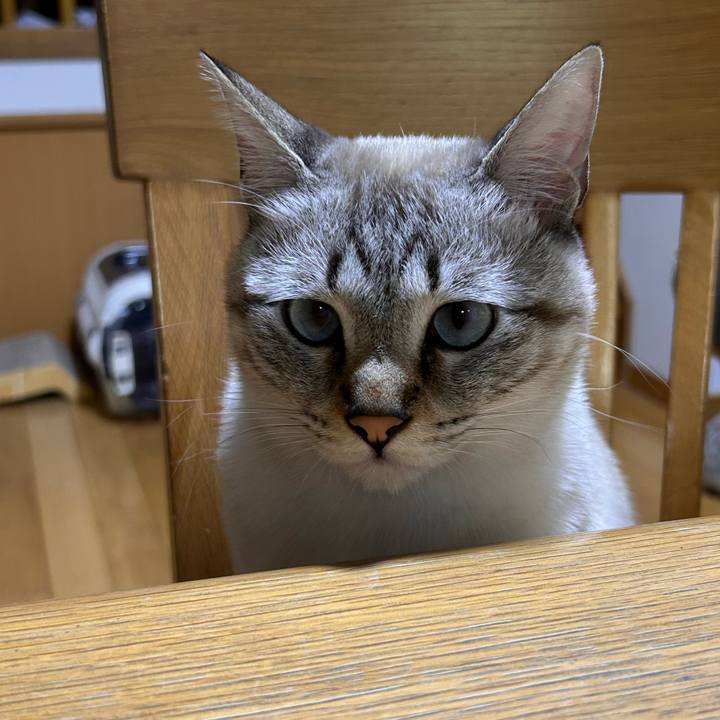 6ed1369c 1638 4163 9c0b 2b3cd3cf49bd 1766924348300