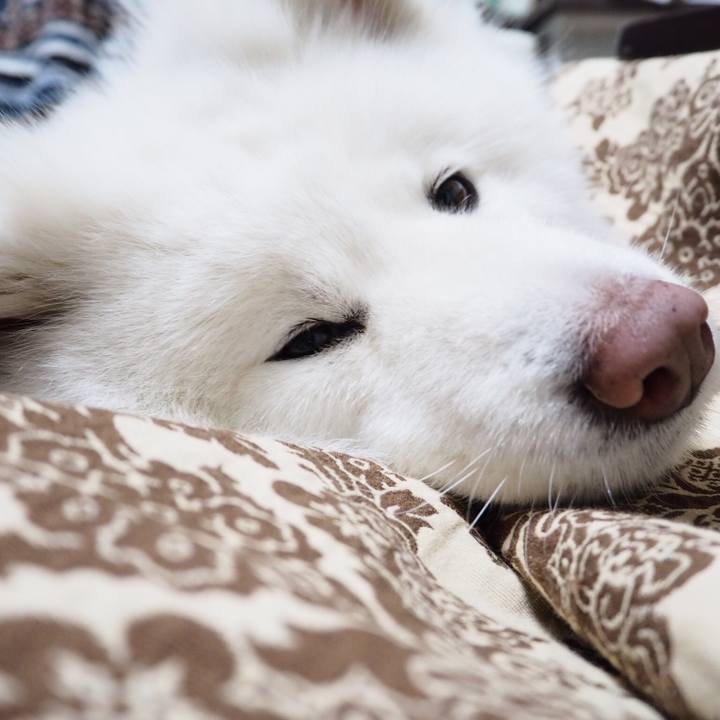 6ed244ef 1132 41f2 8576 d472cb1277e9 1521382910677