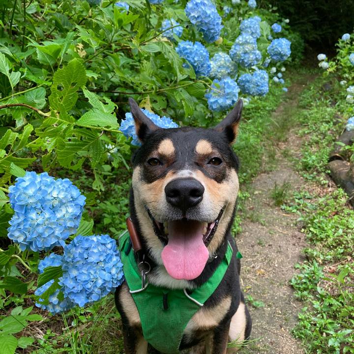 6ed37d20 2d21 45aa bd59 5a9294e6dd06 1592094911037