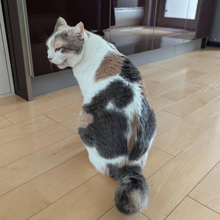 6ed3e737 fa2c 47ce 82bc 90fe206bfeb4 1721971284133