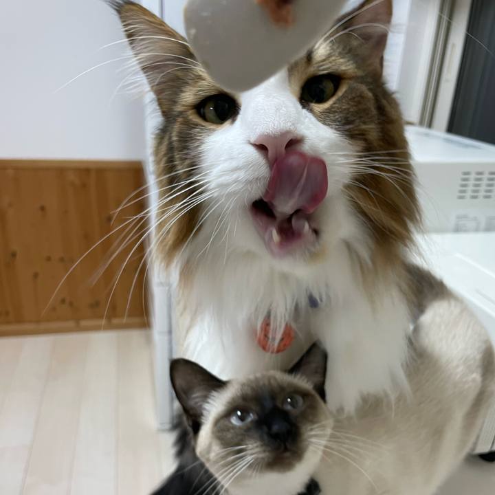 6ed82594 356a 4dcc 9e65 d793de055419 1698436695789