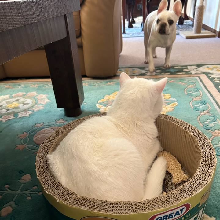 6ed96909 5b60 4d09 aaa5 a70780968cce 1690723735014