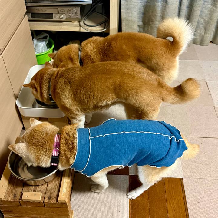 6ed9a67c ef45 45bb a1a9 bbe7e430238f 1766235248209