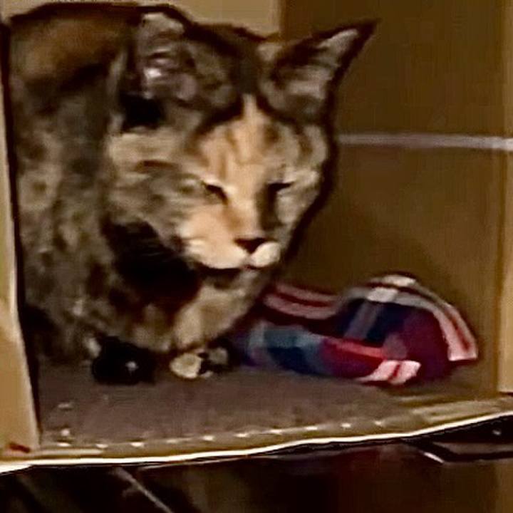 6edb4e03 dd23 48a0 b70f f56684eb30c4 1747168624377