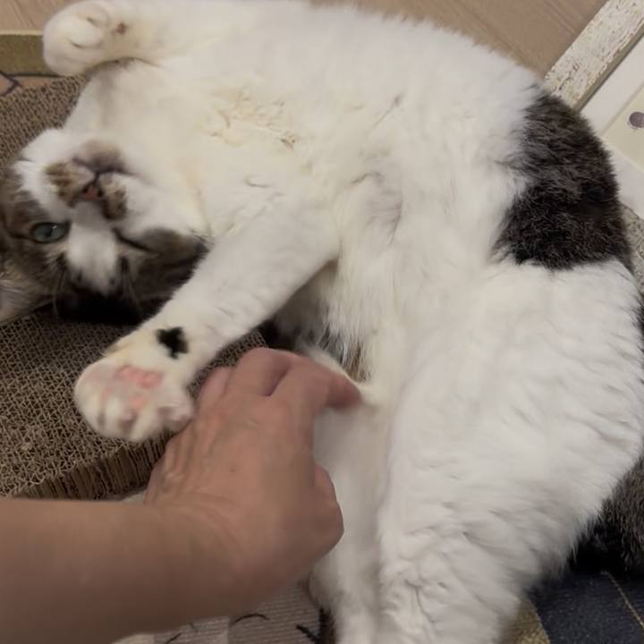 6edba131 5b7e 4874 9bf3 6b3b3a75674f 1760571183915