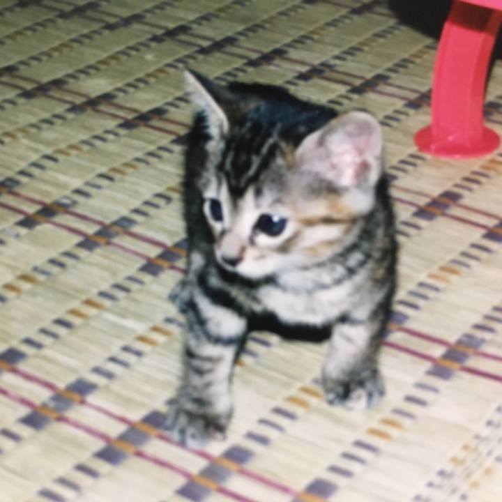 6edca511 b8fd 413f a4d8 d9c43c32d865 1524387628525