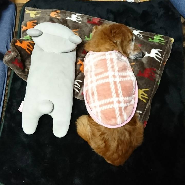 6edd7c06 e0a9 468c a3a5 3c9f984495b5 1516399452288