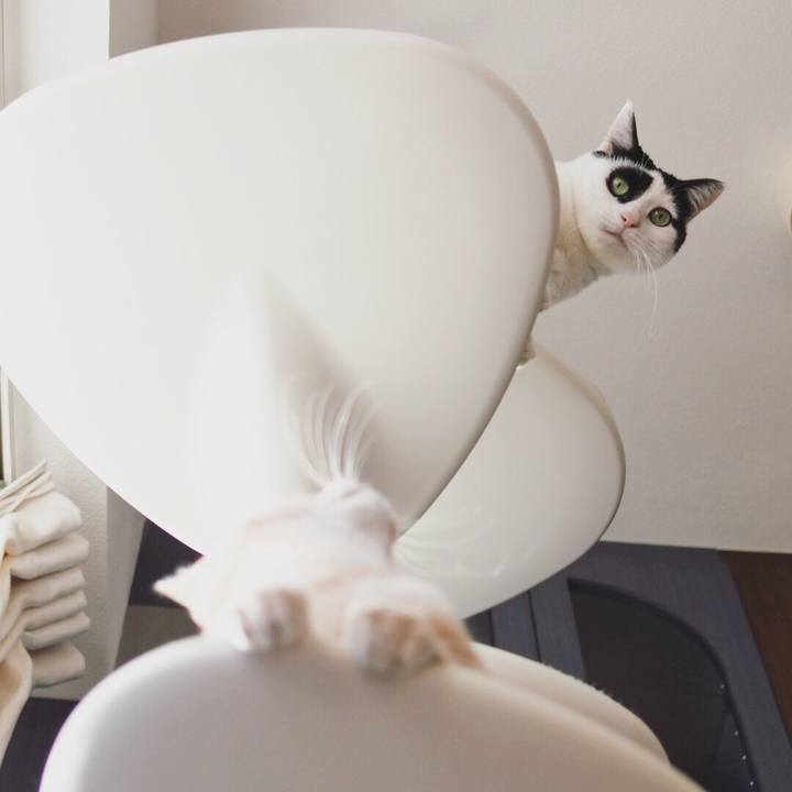 6edf58c4 cae6 4d4a 9c1e 8ecde6e52c7f 1554278785836