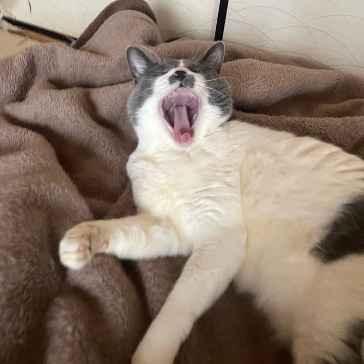 6ee0ecca 5cb8 4c1f 83b4 a29c13987227 1738195307411